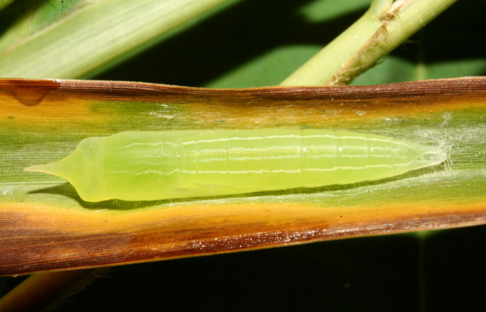 Figura 5. Pupa de <i>Panoquina lucas</i> (Hesperiidae), vista dorsal, localidad Medrano Estación Biológica Quica, Sector Pitilla ACG (380m). Voucher: 13-SRNP-71530-DHJ703154.jpg.
