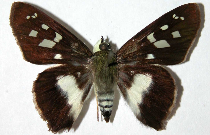 Figura 10. Adulto <i>Drephalys alcmon</i> (Hesperiidae), (hembra) vista dorsal, localidad Sendero Tigre, Sector El Hacha ACG  (280m). Voucher: 01-SRNP-9331-DHJ39760.jpg.