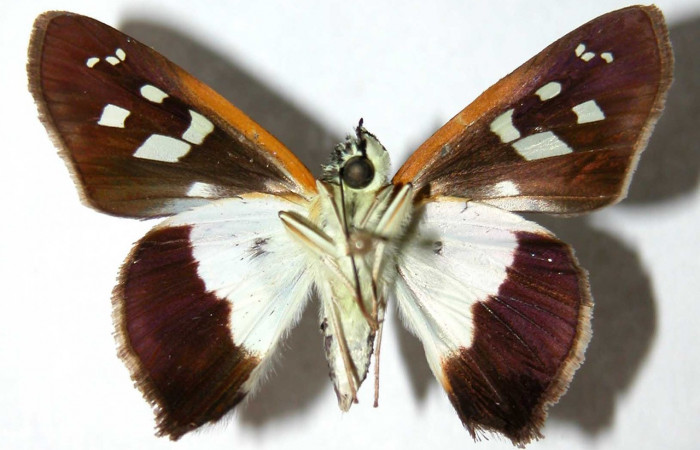 Figura 11. Adulto <i>Drephalys alcmon</i> (Hesperiidae), (hembra) vista dorsal, localidad Sendero Tigre, Sector El Hacha ACG  (280m). Voucher: 01-SRNP-9331-DHJ39761.jpg.