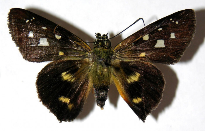 Figura 19. Adulto <i>Drephalys</i> Burns01 (Hesperiidae), (hembra) vista dorsal, localidad Garzasol, Sector Rincon Rain Forest ACG  (400m). Voucher: 05-SRNP-43718-DHJ327216.jpg.