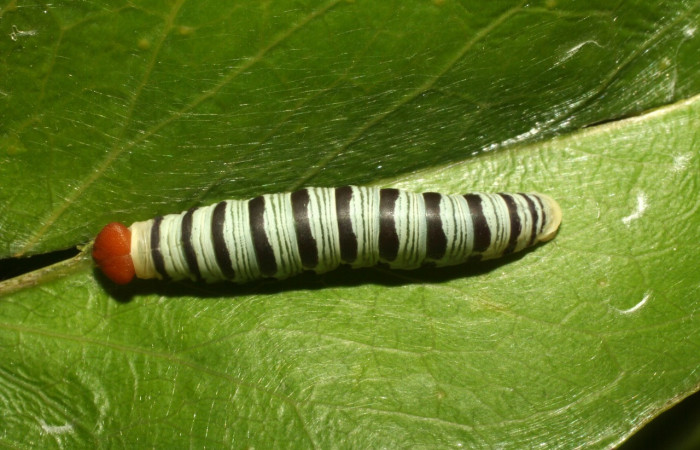 Figura 13. Larva <i>Drephalys kidono</i> (Hesperiidae), en último estadío (U), vista dorsal, localidad Camino Pozo Tres Sector Mundo Nuevo ACG (733m. Voucher: 13-SRNP-55076-DHJ492005.jpg.