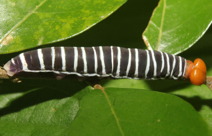 Figura 3. Larva <i>Drephalys alcmon</i> (Hesperiidae), en último estadío (U), vista lateral, Molina, Estación Biológica Quica Sector Pitilla (ACG) (465m). Voucher; 22-SRNP-71560-DHJ781655.jpg.