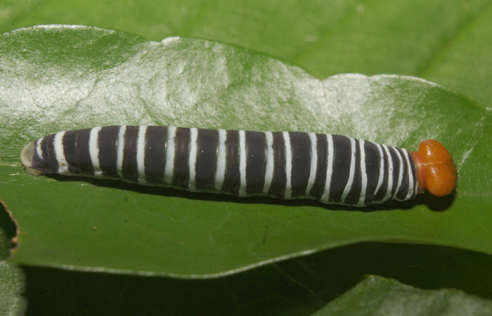 Figura 5. Larva <i>Drephalys alcmon</i> (Hesperiidae), en último estadío (U), vista lateral, Molina, Estación Biológica Quica Sector Pitilla (ACG) (465m). Voucher; 22-SRNP-71560-DHJ781658.jpg.