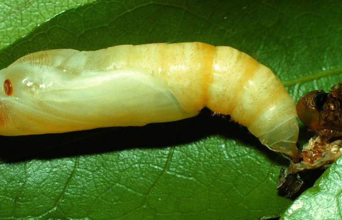 Figura 7. Pupa de <i>Drephalys alcmon</i> (Hesperiidae), vista lateral localidad  Quebrada Las Yeguitas, Sector Orosi ACG (560 Voucher: 96-SRNP-1090-DHJ27533.jpg.