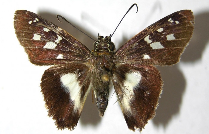 Figura 8. Adulto <i>Drephalys alcmon</i> (Hesperiidae), (macho) vista dorsal, localidad Sendero Bejuquilla Sector El Hacha (ACG) (280m). Voucher: 98-SRNP-4184-DHJ352554.jpg.