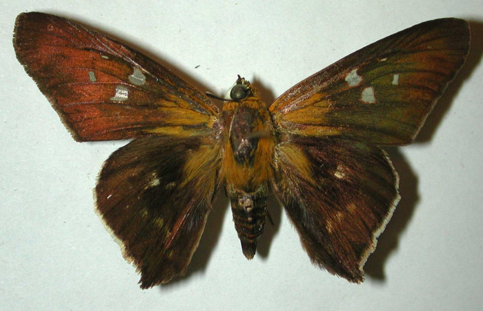 Figura 14. Adulto <i>Drephalys kidono</i> (Hesperiidae), (macho) vista dorsal, localidad La Guitarra , Sector El Hacha ACG  (355m). Voucher: 98-SRNP-4525-DHJ31609.jpg.