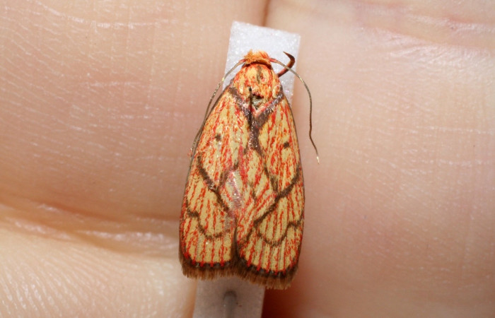 Figura 5. Adulto de <i>Machimia crucifera</i> (hembra), vista dorsal. (10-SRNP-5571-DHJ546016.