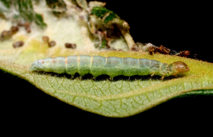 Figura 9. Larva <i>Machimia marcella</i>, Depressariidae, vista lateral. (11-SRNP-55014-DHJ483399).