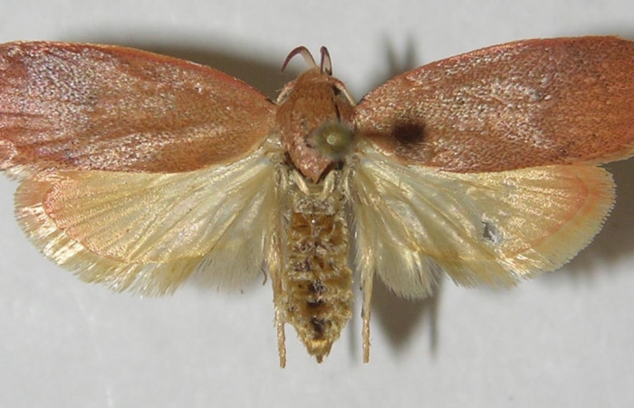 Figura 1. Adulto de <i>Machimia marcella</i> (macho), vista dorsal. (11-SRNP-55266-DHJ549750).