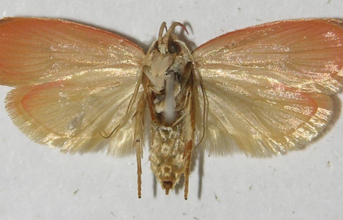 Figura 2. Adulto de <i>Machimia marcella</i> (macho), vista ventral. (11-SRNP-55266-DHJ549751).