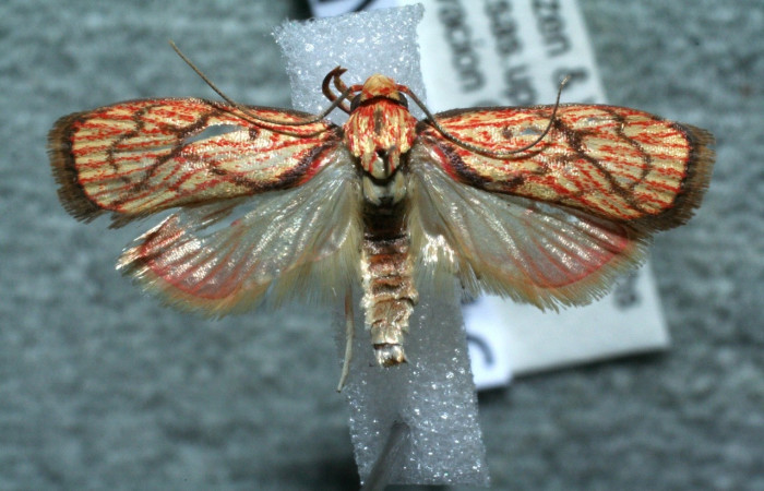 Figura 6.  Adulto de <i>Machimia crucifera</i> (hembra), vista dorsal. (11-SRNP-66116-DHJ561525.