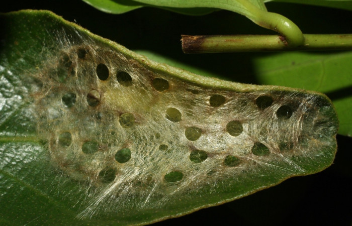 Figura 11. Prepupa de <i>Machimia marcella</i>, Depressariidae, detalle . (14-SRNP-35189-DHJ490619).