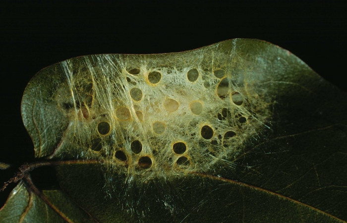 Figura 13. Capullos de <i>Machimia marcella</i>. (89-SRNP-776-DHJ11691).