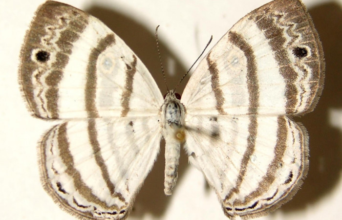 Figura 16. Adulto de <i>Leucochimona molina</i> (Riodinidae). Dorso de la polilla. Área de Conservación Guanacaste, Sector Santa Rosa. 02-SRNP-7419-DHJ92004.