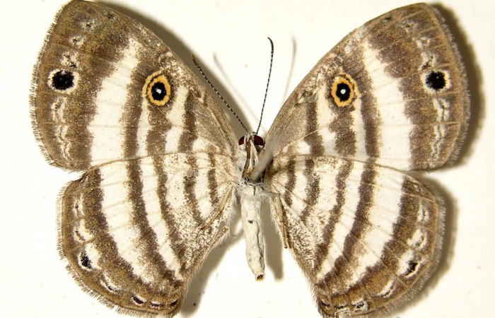 Figura 17. Adulto de <i>Leucochimona molina</i> (Riodinidae). Parte ventral de la polilla. Área de Conservación Guanacaste, Sector Santa Rosa. 02-SRNP-7419-DHJ92005.