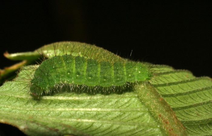 15. Larva <i>Leucochimona molina</i> (Riodinidae). Posición entero lateral en la hoja de la planta <i>Ludwigia foliobracteolata</i> (Onagraceae), 05-SRNP-42196-DHJ407530.jpg.