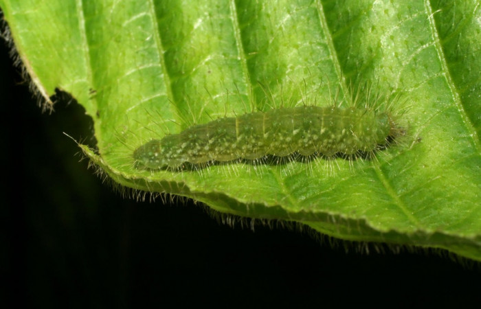 Figura 7. Larva <i>Leucochimona iphias</i> (Riodinidae). Posición entero lateral en la hoja de la planta <i>Palicourea pilosa</i> (Rubiaceae), 06-SRNP-31966-DHJ413068.jpg.