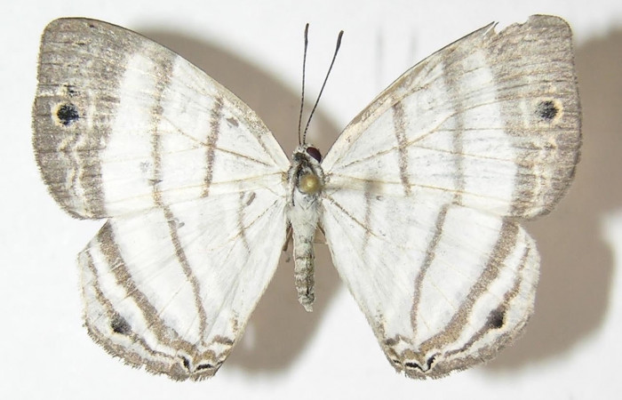 Figura 10. Adulto de <i>Leucochimona iphias</i> (Riodinidae). Área de Conservación Guanacaste, Sector Santa Rosa. 10-SRNP-31902-DHJ530336.