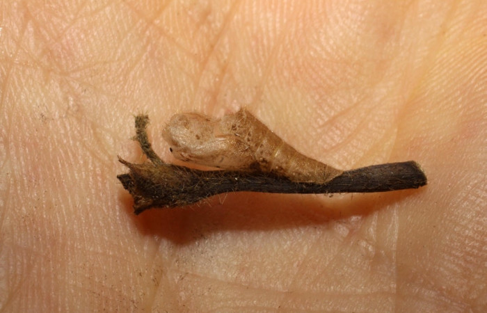 Figura 8. Pupa de <i>Leucochimona iphias</i> (Riodinidae). Posición lateral. Área de Conservación Guanacaste, Sector Santa Rosa. 10-SRNP-80535-DHJ479853.jpg.