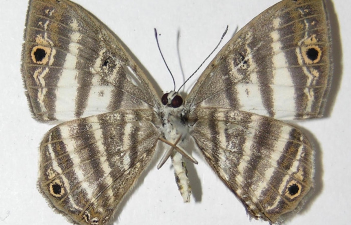 Figura 11. Adulto de <i>Leucochimona iphias</i> (Riodinidae), vista ventral. Área de Conservación Guanacaste, Sector Santa Rosa. 10-SRNP-80535-DHJ528667.