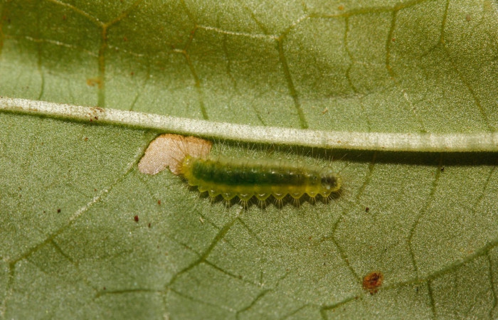 Figura 2. Larva <i>Leucochimona iphias</i> (Riodinidae). Posición entero dorsal en la hoja de la planta <i>Palicourea berteroana</i> (Rubiaceae). 15-SRNP-26101-DHJ730028.jpg.