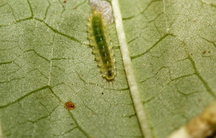 Figura 3. Larva <i>Leucochimona iphias</i> (Riodinidae). Posición entero dorsal en la hoja de la planta <i>Palicourea berteroana</i> (Rubiaceae). 15-SRNP-26101-DHJ730029.jpg.