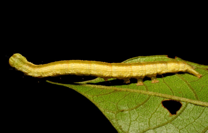 Figura 1. Larva <i>Coenipeta umbrata</i> (Erebidae), color crema oscuro, con una líneas anchas amarillas en cada lateral, posición lateral, mide 36 mm aproximadamente. Planta hospedera <i>Inga edulis</i>(introducido), (Fabaceae). Voucher: 07-SRNP-42837-DHJ434908.jpg.