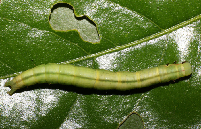 Figura 10. Larva <i>Coenipeta tanais</i> (Erebidae), color verde, con una líneas anchas cremas en cada lateral, posición dorsal, mide 45 mm aproximadamente. Planta hospedera <i>Inga chocoensis</i>(Fabaceae). Voucher: 17-SRNP-57031-DHJ492677.jpg.