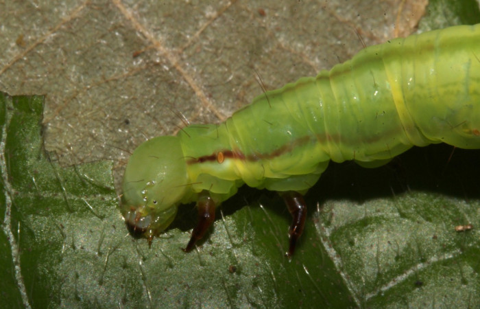 Figura 11. Larva <i>Coenipeta tanais</i> (Erebidae), color verde, tiene dos rayas en la parte del cuello en los laterales, posición dorsal, mide 45 mm aproximadamente. Planta hospedera <i>Inga chocoensis</i>(Fabaceae). Voucher: 18-SRNP-30877-DHJ744318.jpg.