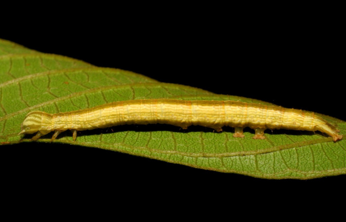 Figura 2. Larva <i>Coenipeta umbrata</i> (Erebidae), color crema oscuro, con una líneas anchas amarillas en cada lateral, posición lateral, mide 36 mm aproximadamente. Planta hospedera <i>Inga edulis</i>(introducido), (Fabaceae). Voucher: 07-SRNP-42837-DHJ434905.jpg.