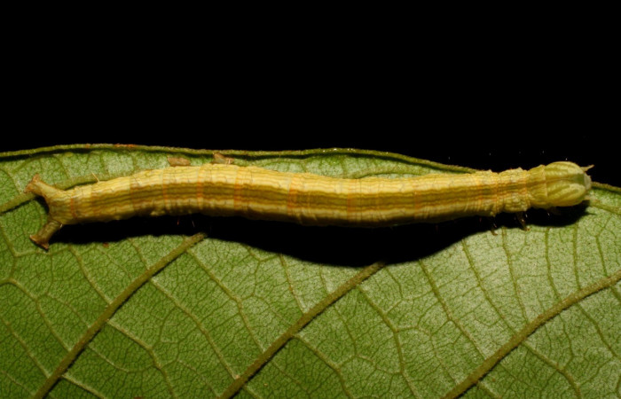 Figura 3. Larva <i>Coenipeta umbrata</i> (Erebidae), color crema oscuro, con una líneas anchas amarillas en cada lateral, posición dorsal, mide 36 mm aproximadamente. Planta hospedera <i>Inga edulis</i>(introducido), (Fabaceae). Voucher: 07-SRNP-42837-DHJ434901.jpg.