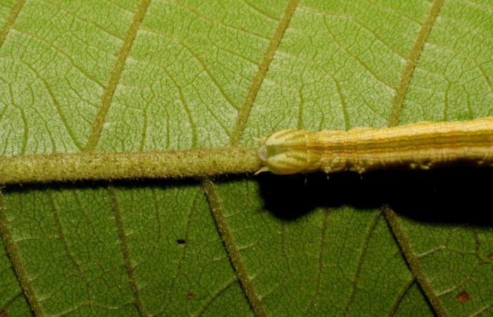 Figura 4. Larva <i>Coenipeta umbrata</i> (Erebidae), color crema oscuro, con una línea ancha amarilla en cada lateral, posición dorsal cabeza, mide 36 mm aproximadamente. Planta hospedera <i>Inga edulis</i>(introducido), (Fabaceae). Voucher: 07-SRNP-42837-DHJ434902.jpg.