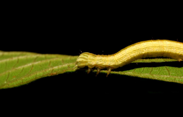 Figura 5. Larva <i>Coenipeta umbrata</i> (Erebidae), color crema oscuro, con una líneas anchas amarillas en cada lateral, posición lateral cabeza, mide 36 mm aproximadamente. Planta hospedera <i>Inga edulis</i>(introducido), (Fabaceae). Voucher: 07-SRNP-42837-DHJ434904.jpg.