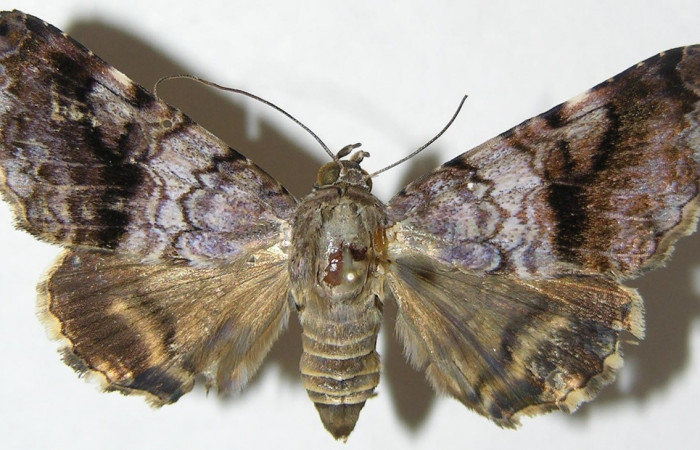 Figura 7. Adulto <i>Coenipeta umbrata</i> (Erebidae), posición dorsal, mide 39mm. Voucher: 08-SRNP-65416-DHJ397218