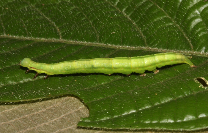 Figura 9. Larva <i>Coenipeta tanais</i> (Erebidae), color verde, con una líneas anchas cremas en cada lateral, posición lateral, mide 45 mm aproximadamente. Planta hospedera <i>Inga chocoensis</i>(Fabaceae). Voucher: 18-SRNP-30877-DHJ744315.jpg.