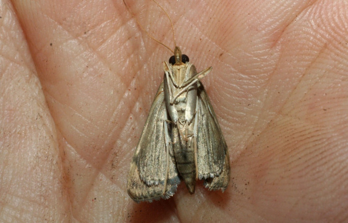 Figura 13.Adulto <i>Aponia minnithalis</i> familia (Crambidae). Posición ventral, Voucher 09-SRNP-3194-DHJ463402.