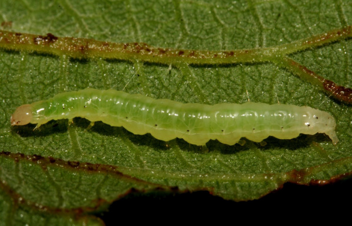 Figura 1. Larva <i>Aponia minnithalis</i> (Crambidae), color verde con linea blanco y puntos negro en los laterales, Cabeza crema, posición lateral, mide 24 mm, Voucher: 09-SRNP-4409-DHJ457997.