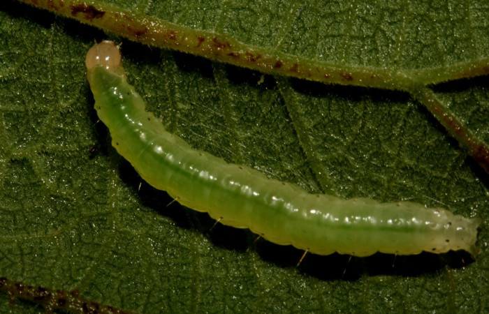 Figura 2. Larva <i>Aponia minnithalis</i> (Crambidae), color verde con lineas blanco y puntos negro en los laterales, Cabeza crema, posición dorsal mide 24 mm, Voucher: 09-SRNP-4409-DHJ457998.