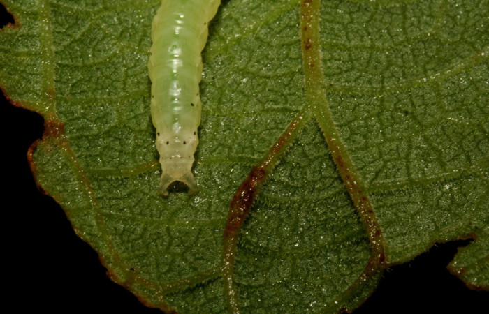 Figura 3. Larva <i>Aponia minnithalis</i> (Crambidae), Larva Color verde tiene puntos negro en posición trasera, mide 24 mm Voucher: 09-SRNP-4409-DHJ457999.