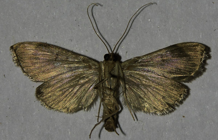      Figura 11.Adulto <i>Aponia minnithalis</i> familia (Crambidae). Posición ventral, Voucher  11-SRNP-1014-DHJ542439.
