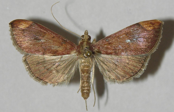 Figura 10.Adulto <i>Aponia minnithalis</i> familia (Crambidae). Posición dorsal, Voucher 11-SRNP-1015-DHJ542444.