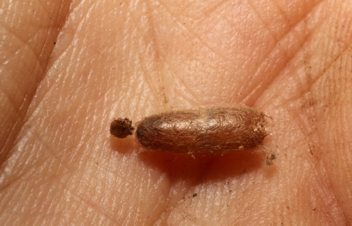 Figura 6. Pupario de <i>Eiphosoma</i> maculicoxaDHJ27. Voucher 11-SRNP-1775-DHJ800431.