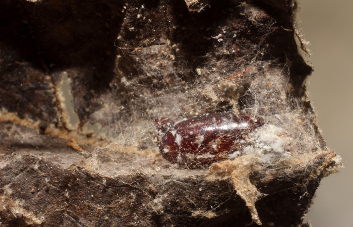 Figura 7. Pupario de <i>Eucelatoria</i> Janzen10 Voucher 11-SRNP-1776-DHJ800432.