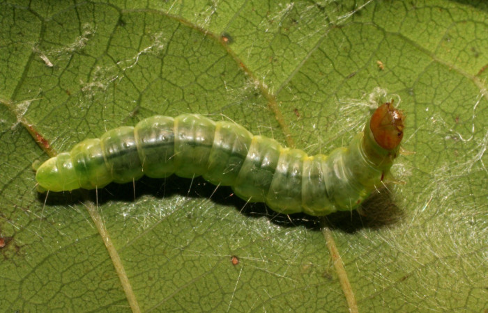 Figura 9. <i>Antaeotricha</i> Janzen09 (Depressariidae), último estadio, posición dorsal, Sector Loa Almendros. Voucher  07-SRNP-23070-DHJ426714.jpg.