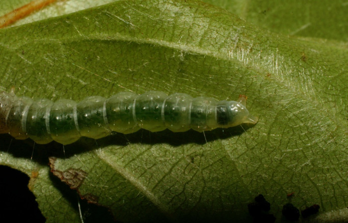 Figura 6. <i>Antaeotricha</i> Janzen07 (Depressariidae), último estadio, posición trasera, Sector Pitilla. Voucher 09-SRNP-32720-DHJ464393.jpg.