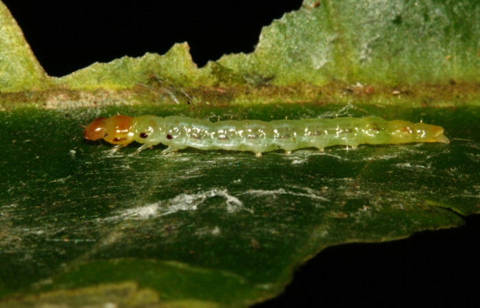 Figura 2.  Larva <i>Antaeotricha</i> Janzen07 (Depressariidae), tercer estadio, posición lateral, Sector San Cristóbal, Sendero Albergue Crater. Voucher
09-SRNP-4451-DHJ463993.jpg.