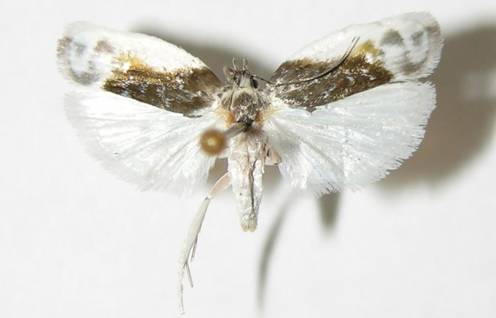 Figura 1. Adulto de <i>Antaeotricha</i> Janzen07 (Depressariidae), vista dosal. Voucher 01-SRNP-3923-DHJ338760.jpg.