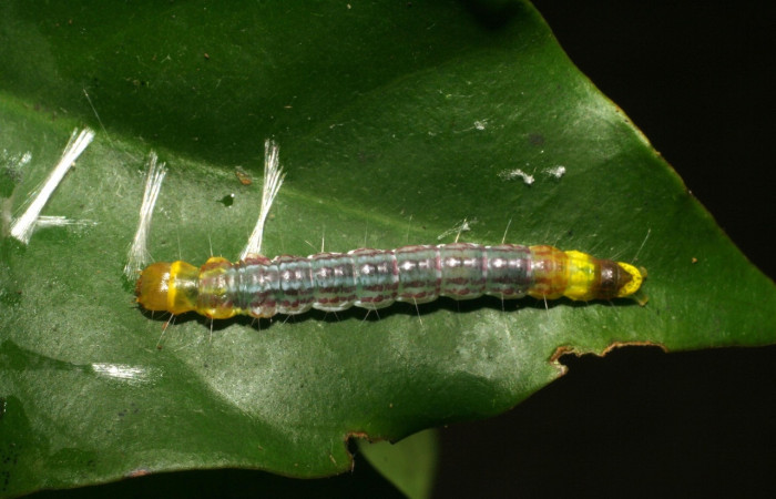 Figura 13. <i>Antaeotricha</i> Janzen08 (Depressariidae), último estadio, posición dorsal, Sector Cacao. Voucher 07-SRNP-36170-DHJ422115.jpg.