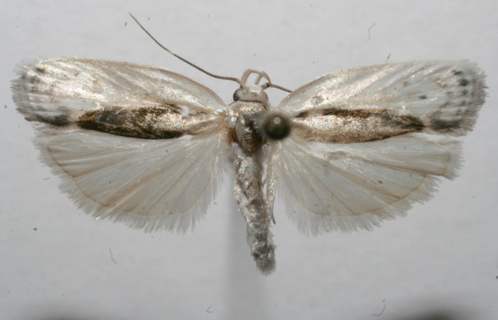 Figura 10. Adulto de <i>Antaeotricha</i> Janzen09 (Depressariidae), vista dorsal. Voucher 08-SRNP-108689-DHJ632753.jpg.

