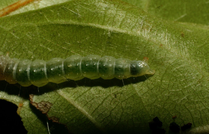 Figura 6. <i>Antaeotricha</i> Janzen07 (Depressariidae), último estadio, posición trasera, Sector Pitilla. Voucher 09-SRNP-32720-DHJ464393.jpg.